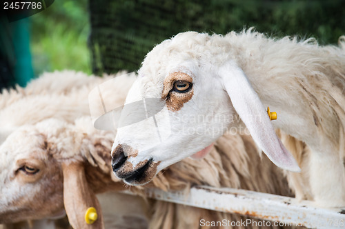 Image of Sheep in Stall