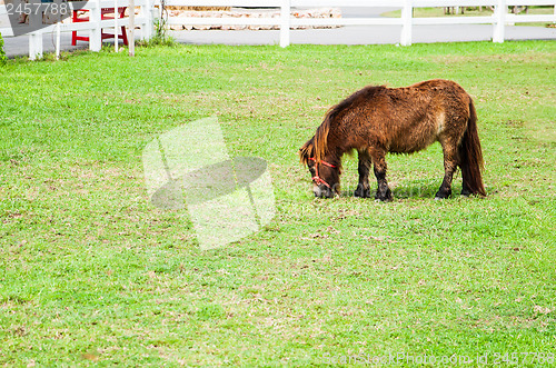 Image of Miniature Horse