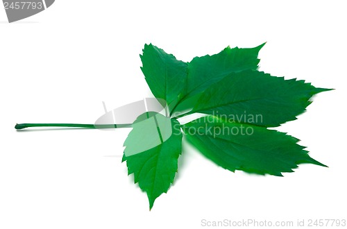 Image of Green virginia creeper leaf