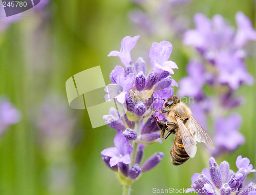 Image of Drinking honey 2