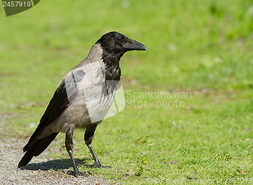 Image of Hooded Crow