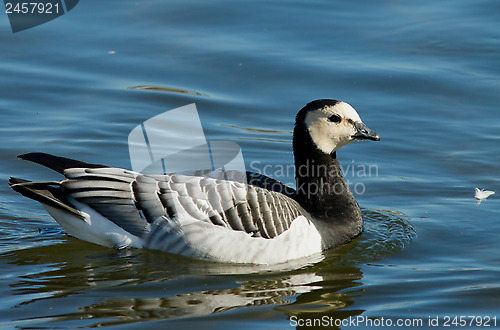 Image of Barnacle goose