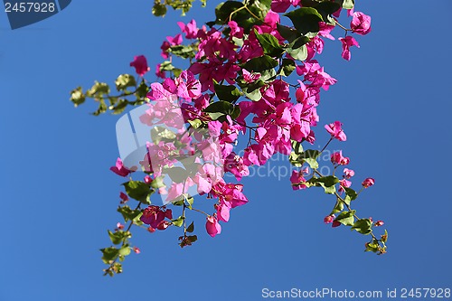 Image of Blooming bougainvilleas against the blue sky 