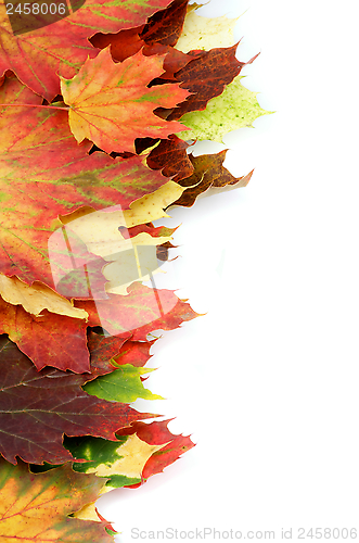 Image of Border of Autumn Maple Leafs