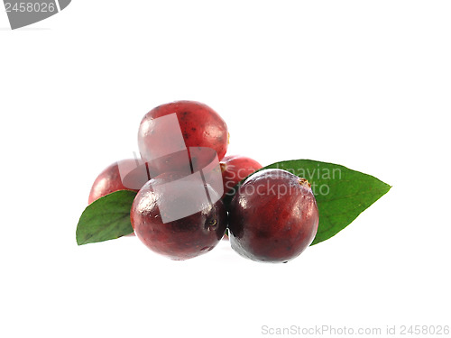 Image of cranberries