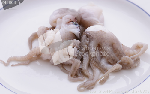 Image of Baby Octopus