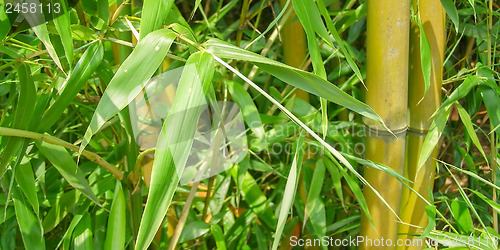 Image of Leaf picture - panorama
