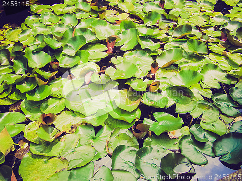 Image of Retro look Water lily Nimphaea