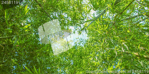 Image of Bamboo plants - panorama