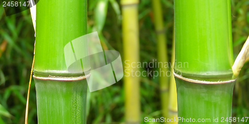 Image of Leaf - panorama