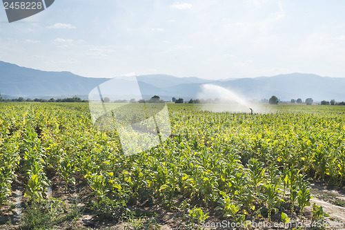 Image of Tobacco plantation and irrigation