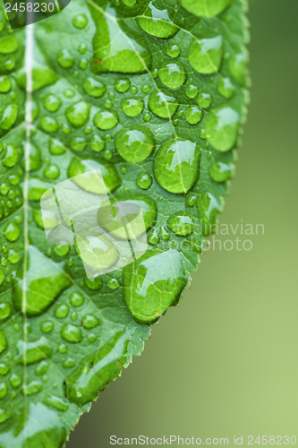 Image of Green leaf and dew