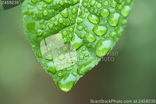 Image of Green leaf and dew