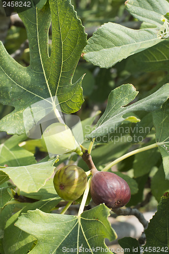 Image of Fig on tree between the leaves