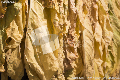 Image of Dried tobacco leaves