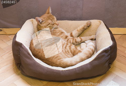 Image of Sleeping cat