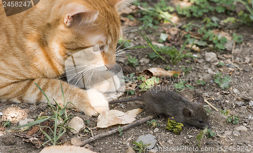 Image of Cat and mouse in garden