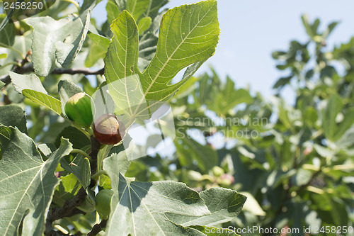Image of Fig on tree between the leaves
