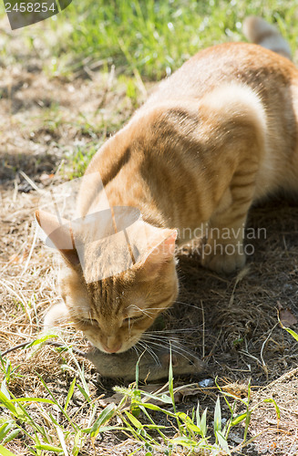 Image of Cat and mouse in garden