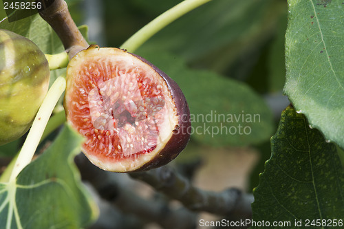 Image of Fig on tree between the leaves