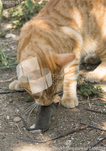 Image of Cat and mouse in garden