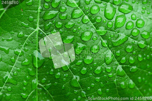 Image of Green leaf and dew