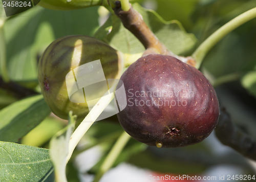 Image of Fig on tree between the leaves