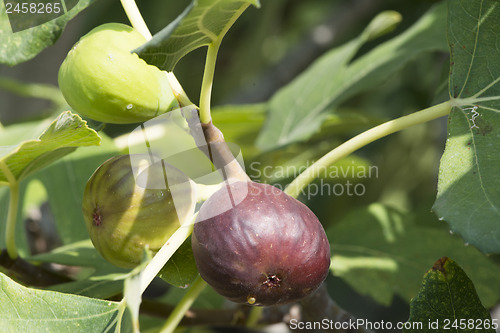 Image of Fig on tree between the leaves