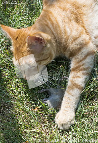 Image of Cat and mouse in garden