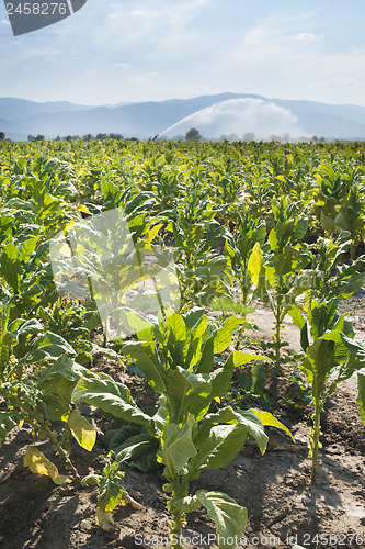 Image of Tobacco plantation and irrigation