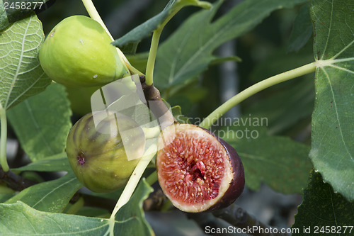 Image of Fig on tree between the leaves