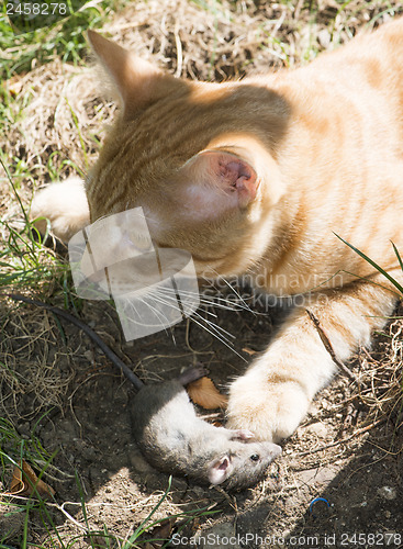 Image of Cat and mouse in garden