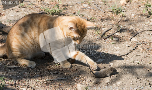 Image of Cat and mouse in garden