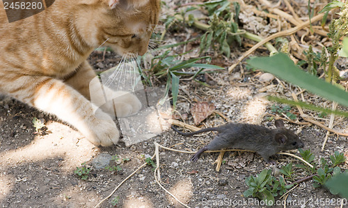 Image of Cat and mouse in garden