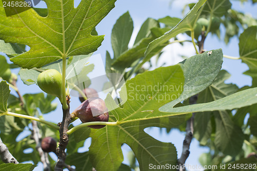 Image of Fig on tree between the leaves