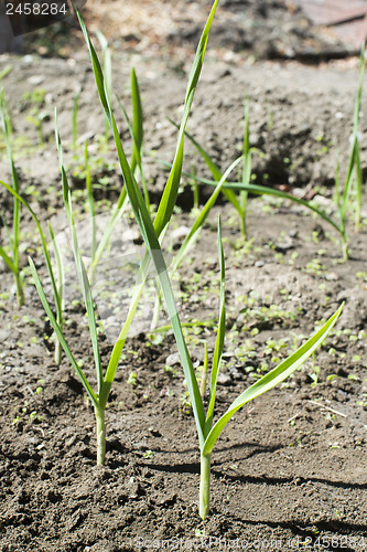 Image of Fresh green garlic in plantation