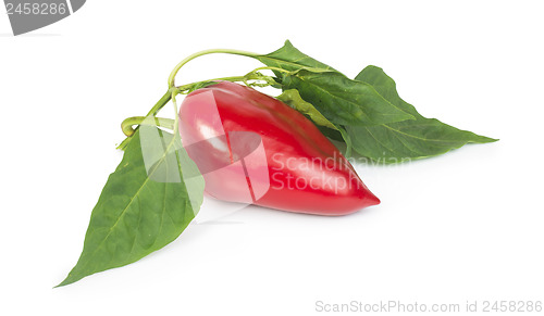 Image of Red peppers and leaves