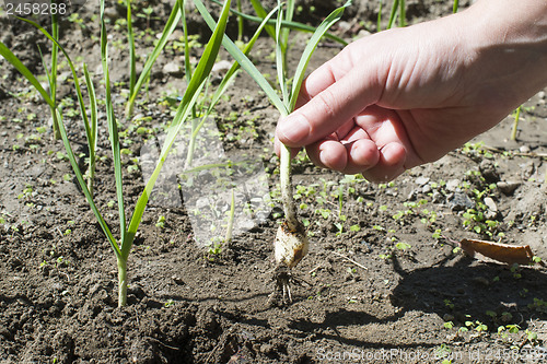 Image of Fresh green garlic in plantation