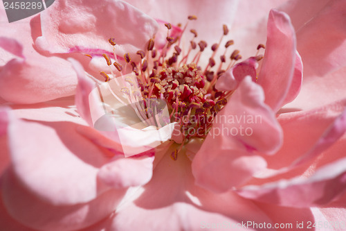 Image of Pink rose background