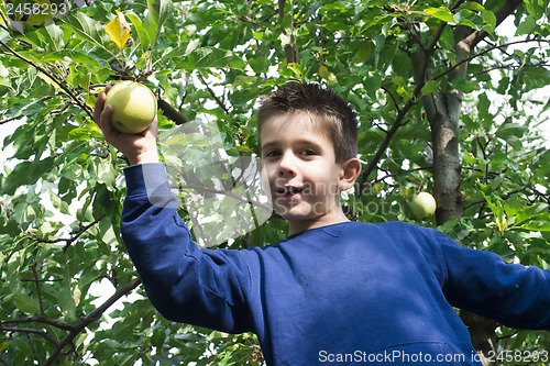Image of Child pick off apple 