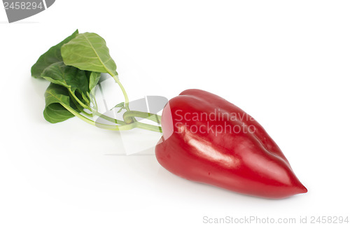 Image of Red peppers and leaves