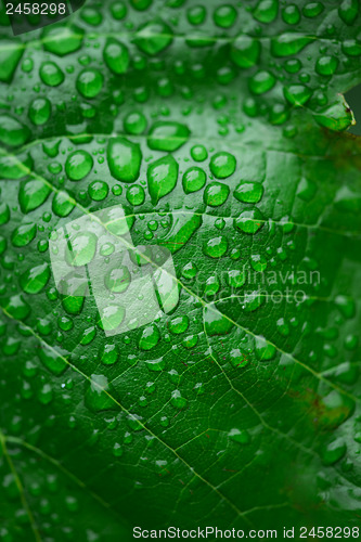 Image of Green leaf and dew