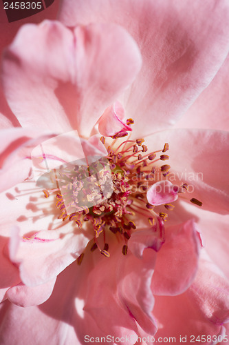 Image of Pink rose background