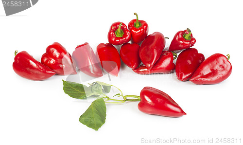 Image of Red peppers and leaves