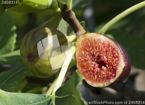 Image of Fig on tree between the leaves