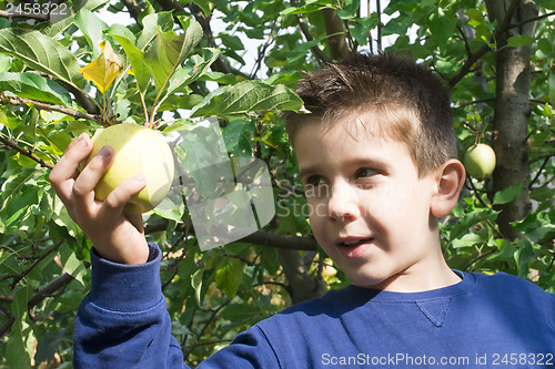 Image of Child pick off apple 