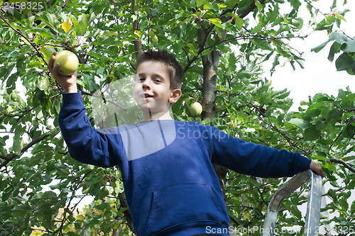 Image of Child pick off apple 