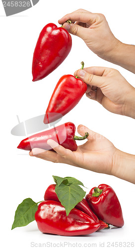 Image of Red peppers and leaves