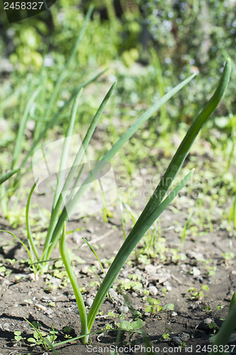 Image of Fresh green onions in plantation