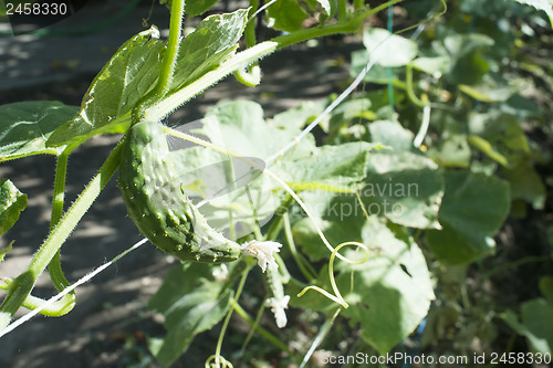 Image of Small cucumber in plantation
